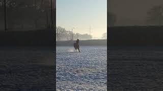 #snowhorse #nature #weather #crazyhorse #beautifulview #quarterhorse #uk #equestrian #snow #horse