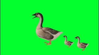 duck green screen video