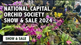 2024 National Capital Orchid Society Show & Sale | Orchid Vendors & Displays Full of Blooms!