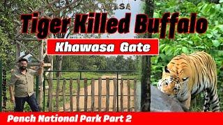 Tiger Killed Buffalo | Pench National Park | Khawasa Gate | @Wildlifewithsunil #jungleehactor