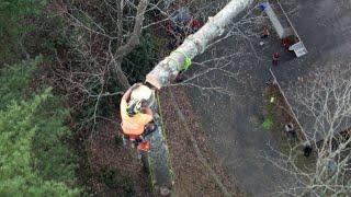 Tree climber's negative-rigging experiment results in negative safety || WooGlobe