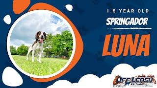 Best Springador Dog Training | Luna | Dog Training in London