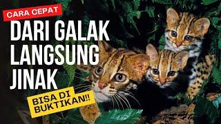 CARA CEPAT MENJINAKKAN KUCING HUTAN GALAK AGAR JINAK @SalmaAzzamalaili