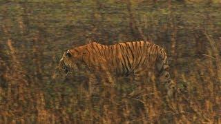 Bengal Tiger (Panthera tigris tigris) in Kaziranga India