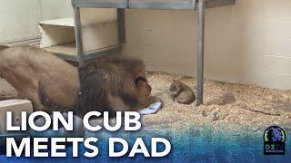 Denver Zoo lion cub meets dad for the first time