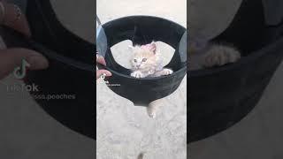 Kitten TikTok #Shorts