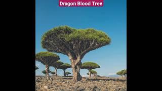 Unique Dragon Blood Trees #youtubeshorts #youtube #ytshorts