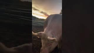 Giant Pig at sunset