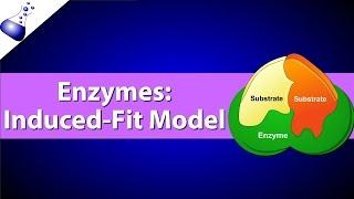 Enzymes: The Induced Fit Model