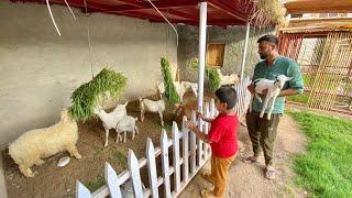 Sab Animals Mini Zoo Main Agaiy