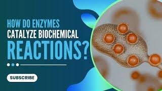 How do enzymes catalyze biochemical reactions | Biochemistry