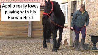 Friesian horses are unique in the way they interact with their Human Family Apollo loves to play  