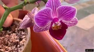 Orchids Can Grow in Potting Soil And Cleaning From Scales