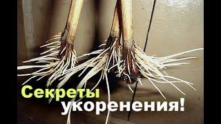 8 секретов укоренения черенков! Как укоренить черенок?