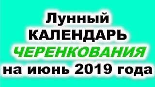 Когда черенковать и укоренять черенки  в июне 2019? Когда размножать растения отводками?