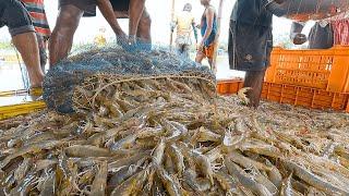 Masa Panen Udang Tawar