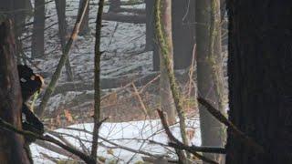 *Pennsylvania & New York State Unseen: Crazy Captures, Mysterious Moments -Bigfoot Not Included!