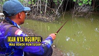 IKANYA SUDAH NGUMPUL,!! Mancing di muara menggunakan umpan lumut