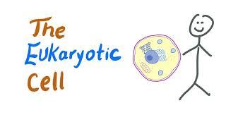 The Eukaryotic Cells | Biology| MCAT