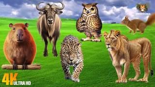 Best Animal Videos: Owl, Leopard, Capybara, Wildebeest, Squirrel - Animal Sounds