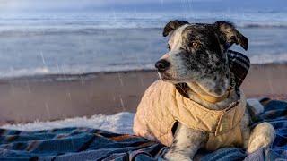 Light Rain + Ocean Waves to Help Calm Anxious Dogs & Stop Barking