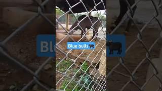 Majestic blue bulls |Ayubparkzoo majestic Residents|#animals#wildanimal #youtubeshorts #HZfunclub