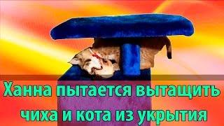 Котёнок рыси пытается вытащить из укрытия собаку и кота