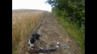 Охота на перепела с легавой. EPAGNEUL BRETON Quail hunting