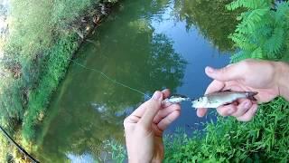 Pecanje klena na varalicu, reka Rasina, Krusevac ( varalicarenje klena )-Chub fishing on lures