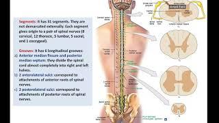 Anatomy of the Spinal Cord (Part 1)-External Features - Dr. Ahmed Farid