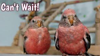 Baby Bourke Parakeets Reunite with their Biological Parents for the First Time!