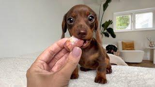 Dachshund puppies have a raw diet.