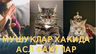 МУШУКЛАР ХАКИДА ТОП ФАКТЛАР