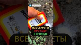 Срочно обработайте содой ваши растения и вы получите... #сад #огород #дача #сода #подкормка #урожай