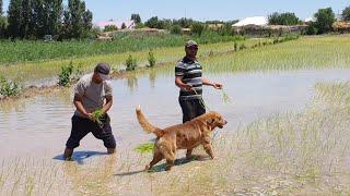 Tabiat qo'ynida "Yo'bo" bilan sholi ko'chat ekdik.