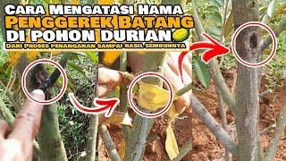 Cara Mengobati Serangan Penggerek Batang Pada Tanaman Durian..!! Mudah Insya Allah Sembih Total.