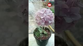 watering my flower plant #gardening #gardentips #gardentricks #waterinh the flower plants #trending