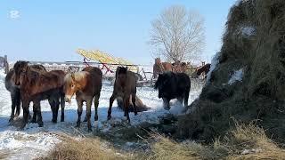 Золотой отбивает кобылу у Аю. Золотой 