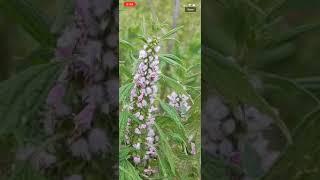 PlantSnap identifies motherwort (Leonurus cardiaca)