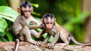 Cute Baby Monkeys Playing with Relaxing Music | Love Nature