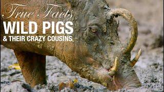 True Facts: Wild Pigs