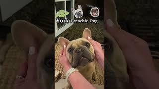 Yoda, Frenchie, Puuuugg  #dog #frenchie #cutedog #pug #yoda #funnydogs