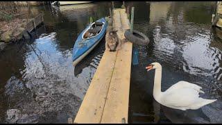 This swan won't let Louis onboard  