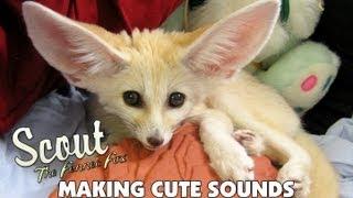 Cutest Fennec Fox In the World!!! | Adorable Sounds