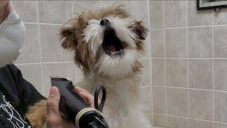 Difficult Doggie Groom; Havanese/Shih-Tzu puppy dog breed, fidgety, no restraints, Puppy's 1st groom
