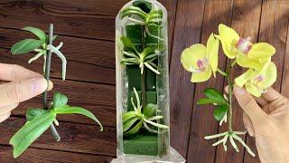 Few people know! The "miraculous" method of propagating thousands of orchid plants