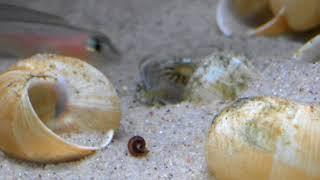 Ornatipinnis egg gets out of the shell - Tanganyika shell dwellers - Muszlowce.pl