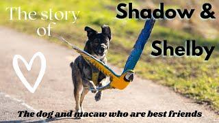 DOG AND MACAW ARE BEST FRIENDS | INTERSPECIES FRIENDSHIP | SHELBY THE MACAW | SHADOW AND SHELBY