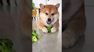 Dog eating broccoli ️ #shorts #dog #dogs #animals