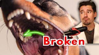 Dog broken tooth!  How a Vet fixes teeth.